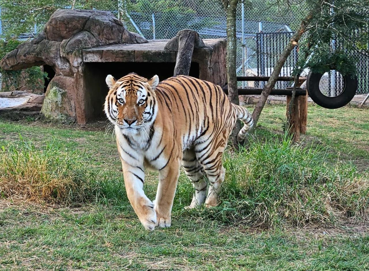 Pumbaa Wildlife Park & Accommodation Mbombela Dış mekan fotoğraf