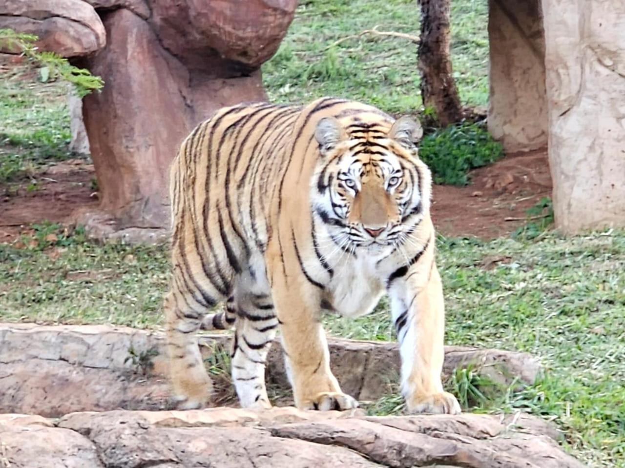 Pumbaa Wildlife Park & Accommodation Mbombela Dış mekan fotoğraf